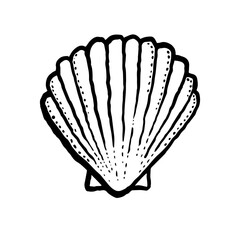Single seashell, marine line hand drawn vector illustration on white background. Scallop, minimalist seashell graphic design.