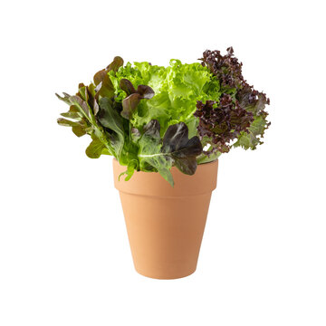 Fresh organic three color lettuce salad plants in clay pot isolated on white background.