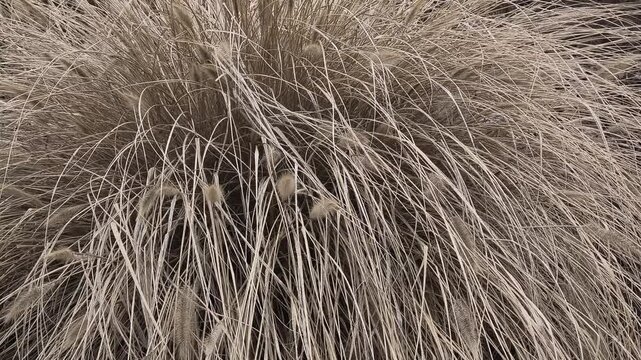 Ornamental bush in the garden. Yellow dry grass bush. Ornamental reed. Dry grass stems sway in the wind.