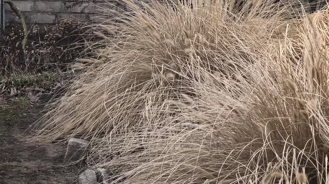 Ornamental bush in the garden. Yellow dry grass bush. Ornamental reed. Dry grass stems sway in the wind.