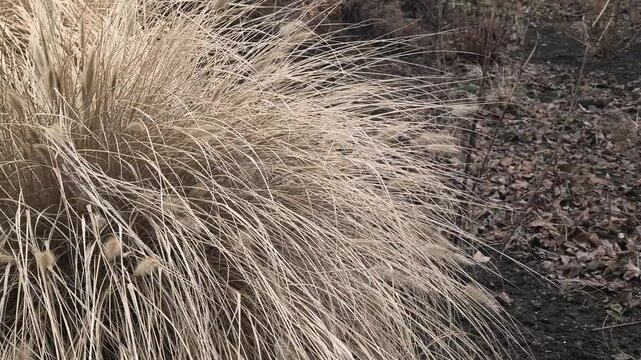 Ornamental bush in the garden. Yellow dry grass bush. Ornamental reed. Dry grass stems sway in the wind.