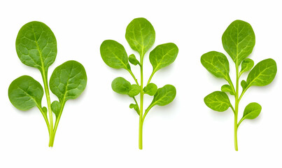 Fototapeta premium Fresh Green Leaves of Spinach Isolated on White Background