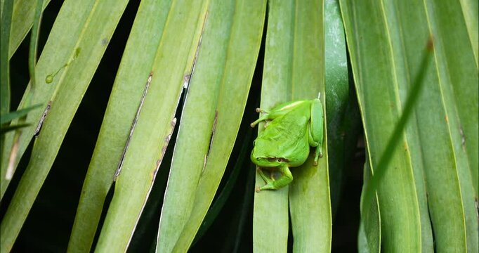 Green tree frog or tree frog on a palm tree close-up