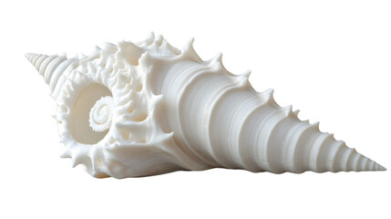 Obraz premium White tibia fusinus seashell isolated on transparent background