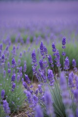 Obraz premium Lavish lavender fields bloom under soft sunlight during late spring in a tranquil countryside setting