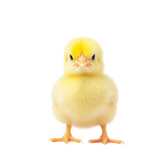 Obraz premium Cute yellow chick standing on a transparent background. Concept of spring, easter, and new life.