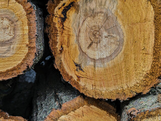 Naklejka premium texture of fresh wood cuts, background, grunge