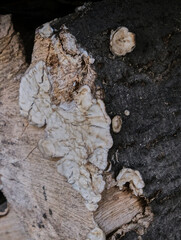 lichen grows on a cut tree, background, grunge