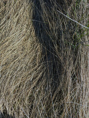 dry grass, flora and nature