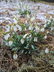 snowdrops in spring, small snow falls