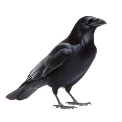 Fototapeta premium Mysterious black bird in a striking stance