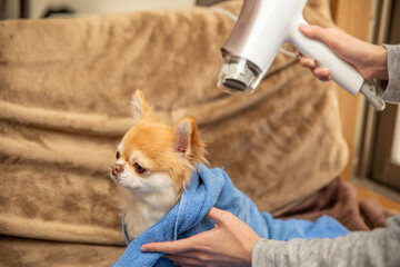 チワワをドライヤー乾かす女性