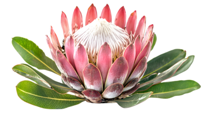 Isolated King Protea Flower with Pink Petals and Green Leaves on Transparent Background in Detailed Close up Studio Shot