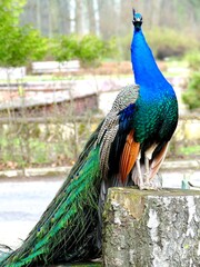 Kolorowy paw stojący na drewnianym pniu w ogrodzie zoologiczym w Poznaniu. © Andrzej