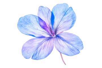 Isolated Light Blue and Purple Four Petal Flower with Transparent Background for Graphic Design and Creative Projects
