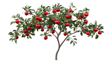 Small apple tree with ripe red apples growing on transparent background