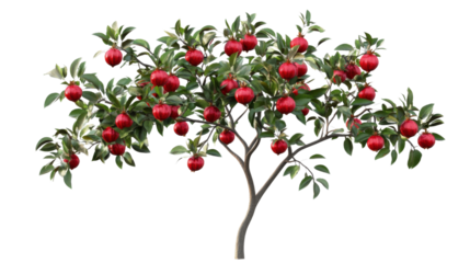 Small apple tree with ripe red apples growing on transparent background