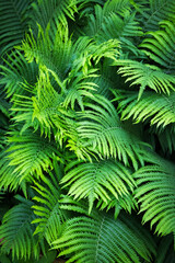 Vegetable background of yellow-green fern leaves. Shallow depth of field. Selective focus on the center of the composition.