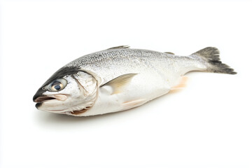 Obraz premium Fresh salmon isolated on white background, Selective focus fresh fish on white background.