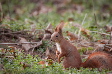 A red fluffy squirrel stands on the ground perpendicular to the camera lens on a cloudy spring day.	
