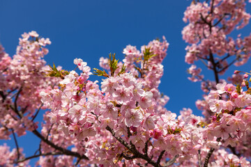 満開の河津桜