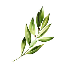 Green bay leaf. Watercolor hand drawn Branch of laurel illustration isolated on transparent background. For designers, menu, decoration, food blog, ecofriendly branding. Healthy Vegetarian Diet
