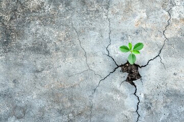Emerging growth of a small plant through cracks in concrete urban environment nature photography close-up view resilience in harsh conditions