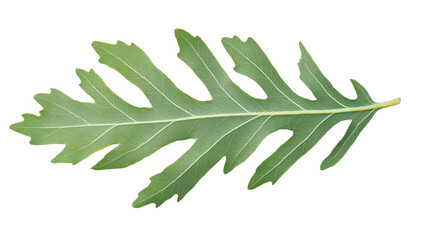 Fototapeta premium Verdant Majesty: A Detailed Study of a Single Leaf, Capturing Nature's Intricate Veins and Organic Textures in a Botanical Close-Up
