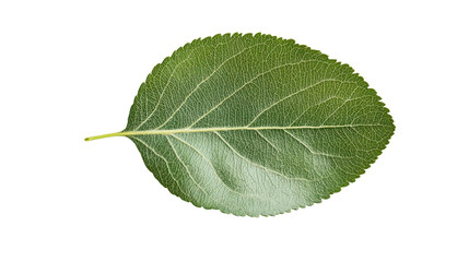 Fototapeta premium Verdant Leaf Macro: A Study in Green, Detail, and Natural Texture - A Vibrant Ode to Nature's Intricate Beauty and Botanical Essence