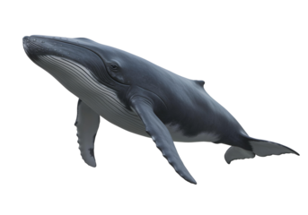 Swimming Blue Whale with Visible Baleen Plates on Transparent Background