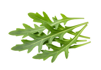 Fresh Arugula Leaves with Jagged Edges on Transparent Background