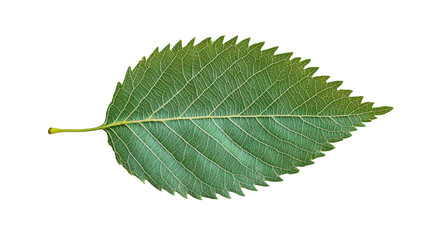 Verdant Elm Leaf: A Botanical Macro Shot of Natural Green Foliage, Perfect for Nature-Themed Designs and Organic Backgrounds, Isolated on Black
