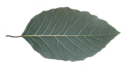 Leaf Vein Intricacies: A Close-Up Botanical Study of Foliage Texture, Natural Patterns, and Organic Design Elements for Art and Backgrounds