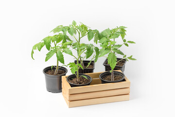 Young tomato seedlings growing in black cups and a wooden box on a white background. Growing eco-friendly plants at home. Concept of gardening, spring, harvest.