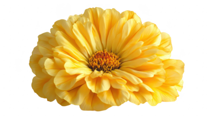 Radiant Yellow Blossom: A Captivating Close-Up of Nature's Golden Beauty, Perfect for Adding a Touch of Sunshine and Floral Elegance to Any Project