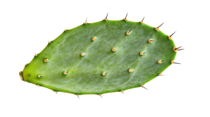 Prickly Pear Cactus: A Vibrant Green Opuntia Leaf with Sharp Spines, Perfect for Nature-Inspired Designs and Botanical Illustrations on Black Backdrop.