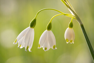 Mailglöckchen © Heike