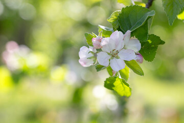 Apfelblüte