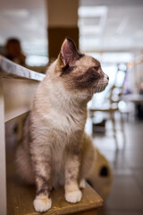 An Elegant and Beautiful Cat Sitting Comfortably in a Cozy Home Environment