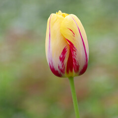 Tulpe 3