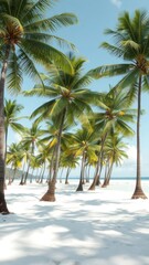Obraz premium Lush tropical palm trees line a pristine white sand beach, idyllic beach, travel, coconut