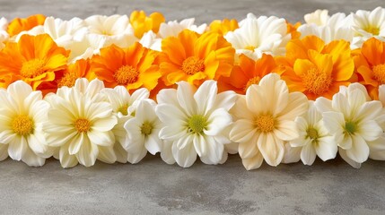 Fototapeta premium Orange And White Chrysanthemums And Calendula Flowers Arranged In Row On Gray Concrete Background