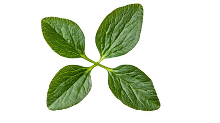 Verdant Quartet: A Close-Up of Four Green Leaves, Revealing Nature's Intricate Patterns and Vibrant Freshness on a Minimalist Black Backdrop.