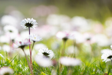G&auml;nsebl&uuml;mchen
