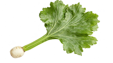 Fresh Turnip Still Life: A Vibrant Close-Up of Organic Root Vegetable on Black Background for Healthy Eating and Culinary Preparation (155 characters)