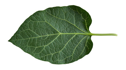 Verdant Vitality: A Macro View of a Single Green Leaf, Revealing Nature's Intricate Patterns and Textures, Symbolizing Growth and Freshness