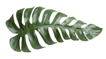Exotic Monstera Leaf: A Tropical Botanical Wonder with Intricate Splits and Vibrant Green Foliage, Perfect for Nature-Inspired Designs and Decor