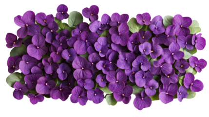 Exquisite Purple Violets: A Floral Symphony of Spring, Nature's Delicate Tapestry in Bloom, Showcasing Vibrant Petals and Lush Greenery, Close-up Beauty