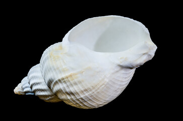 Large white common whelk buccinum undatum shell on black background