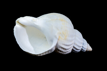 Large white common whelk buccinum undatum shell on black background